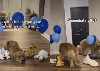 Golden Retriever’s Birthday Surprise Goes Wrong