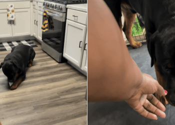 Dog Has Mom Chasing Him After Taking Something He Shouldn’t