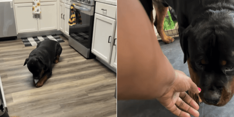 Dog Has Mom Chasing Him After Taking Something He Shouldn’t