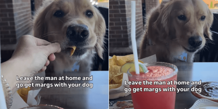 Golden Retriever Goes Drinking With Mom, Gets To Eat Nachos Instead