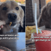 Golden Retriever Goes Drinking With Mom, Gets To Eat Nachos Instead