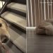 Golden Retriever Teaches the Kind of Love That Humans Often Forget