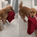 Golden Retrievers Love to Parade Around Owner Every Morning