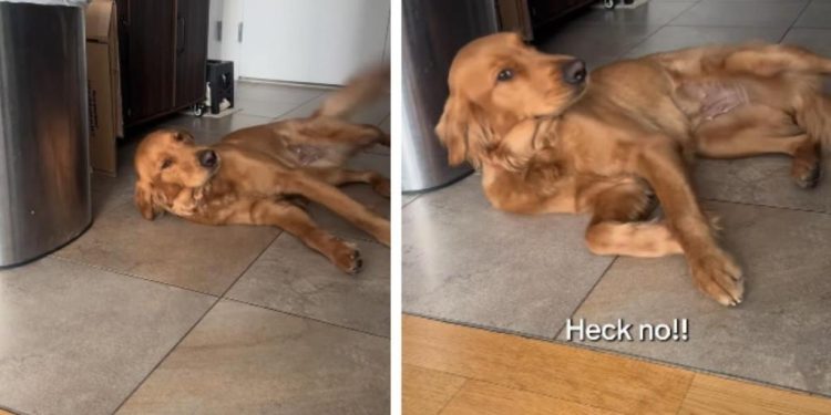 Golden Retriever Tries To Convince Mom She’s Innocent but Acts Extra Sus