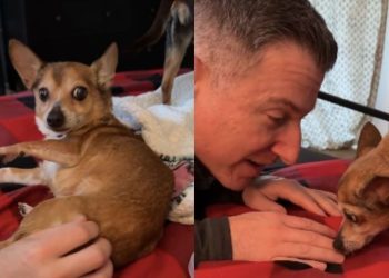 ‘Scared’ Foster Dog Learns To Trust Dad, Lets Him Get Close & Pet Her