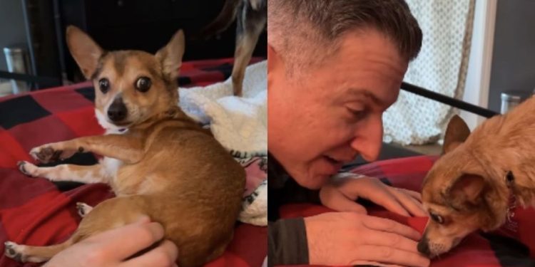 ‘Scared’ Foster Dog Learns To Trust Dad, Lets Him Get Close & Pet Her